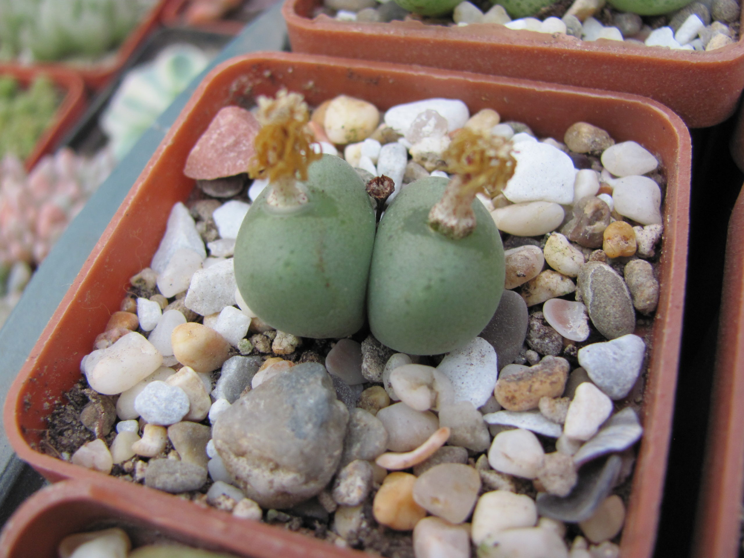 Conophytum velutinum