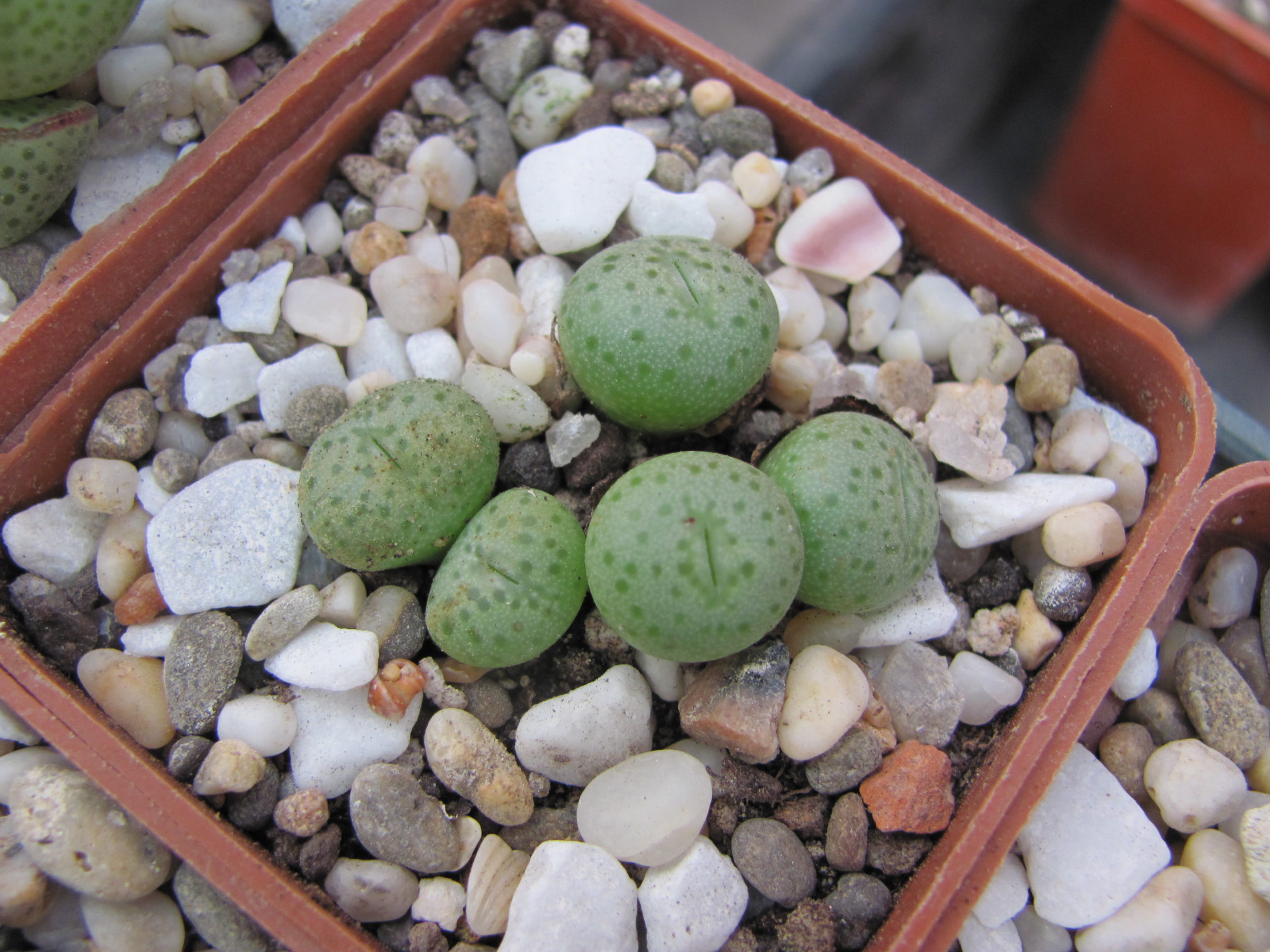 Conophytum jacobsenianum