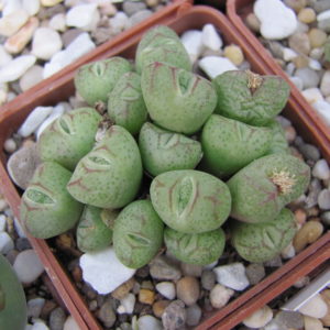 Conophytum bicarinatum