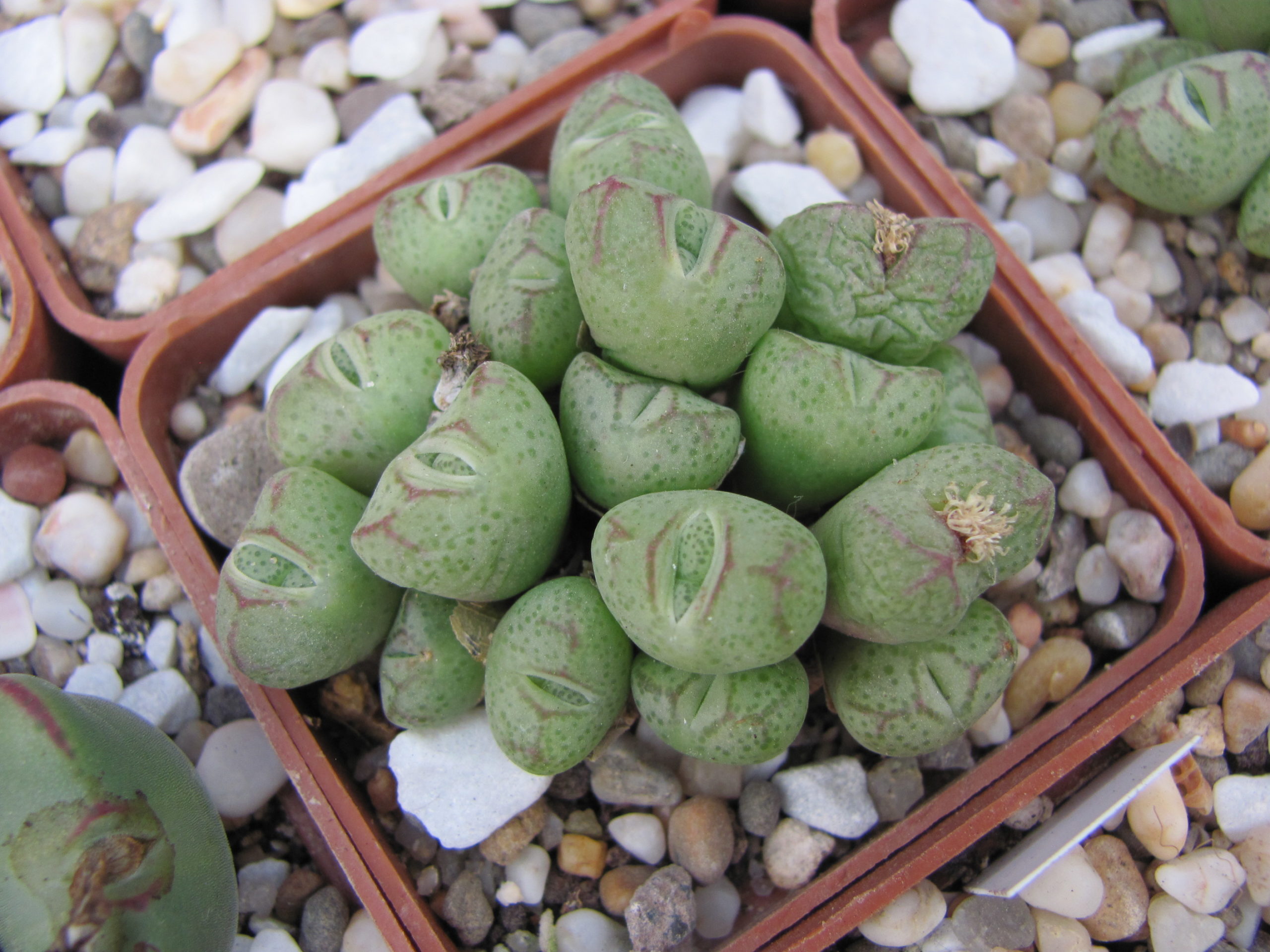 Conophytum bicarinatum