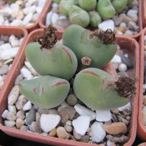 Conophytum muscosipapellatum