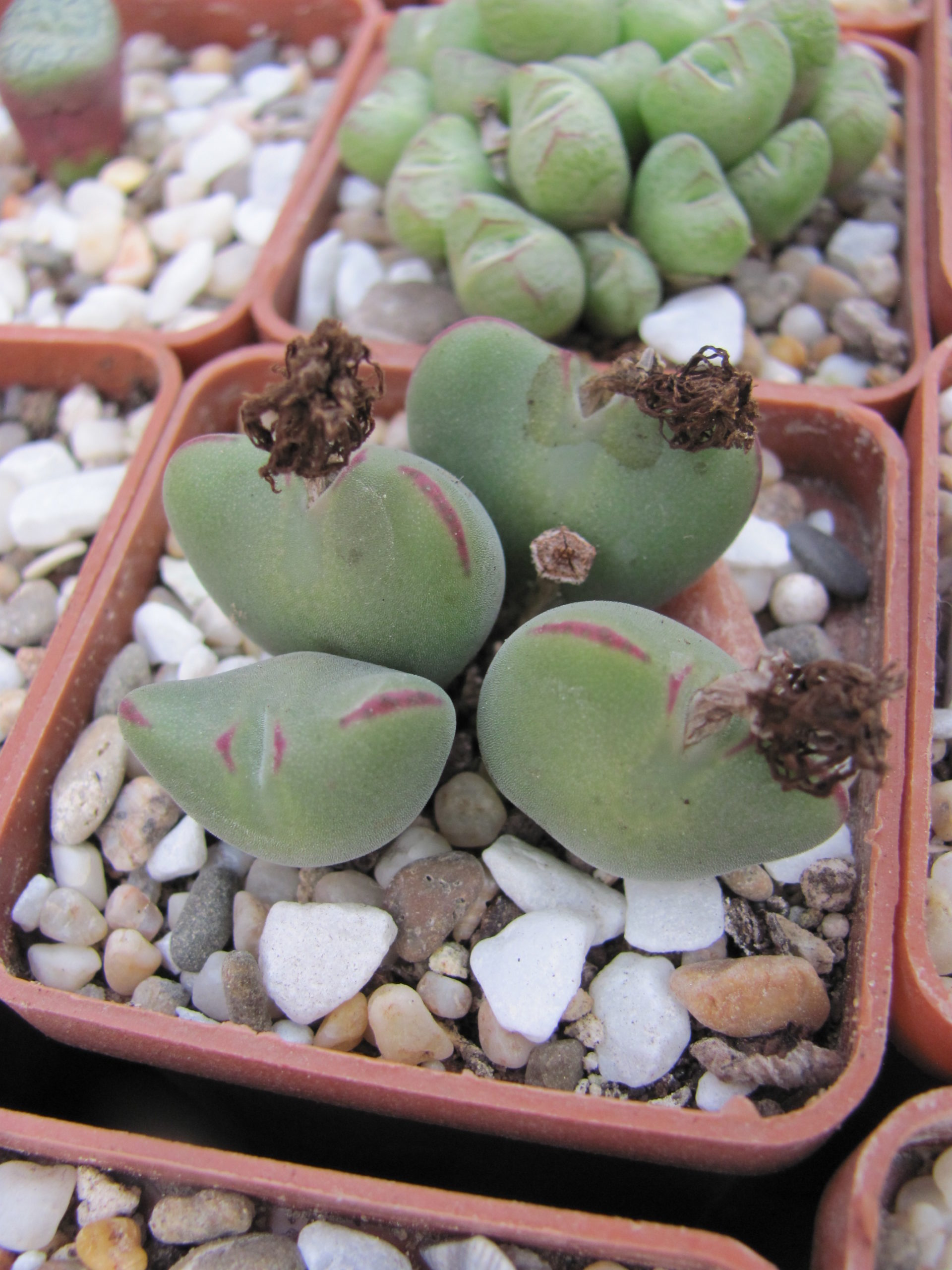 Conophytum muscosipapellatum