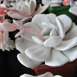 Echeveria laui
