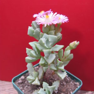 Oscularia deltoides