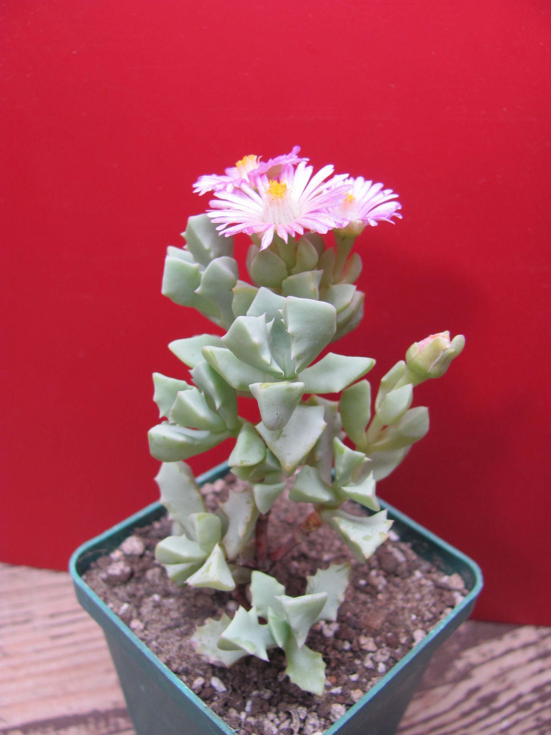 Oscularia deltoides