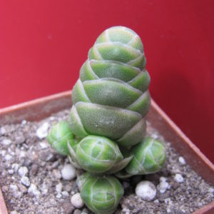 Crassula barklyi