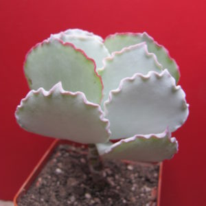 Cotyledon undulata Red