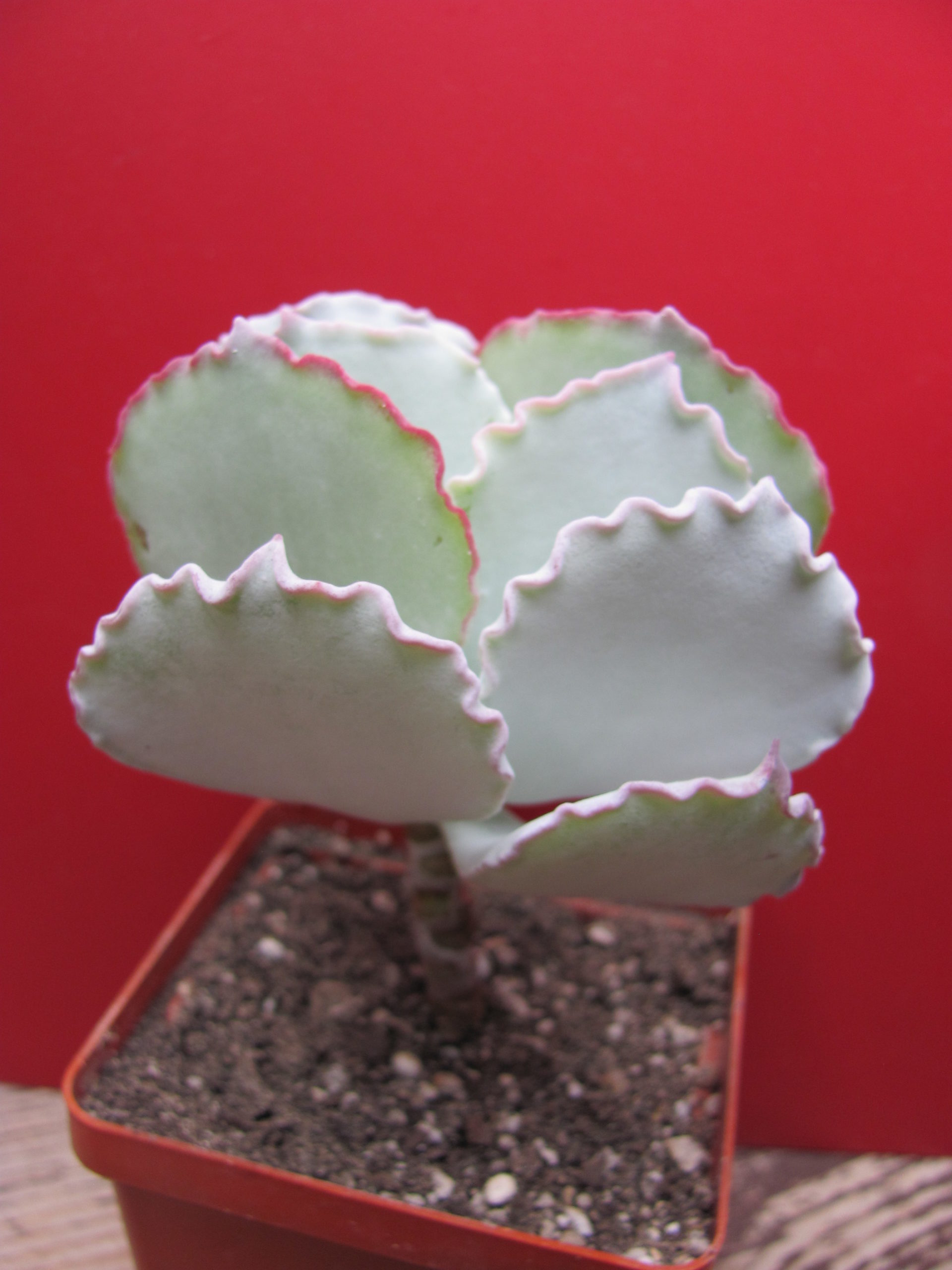Cotyledon undulata Red
