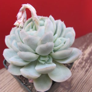 Echeveria  Snow Ball
