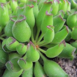 Adromischus cristatus Kleinpoort