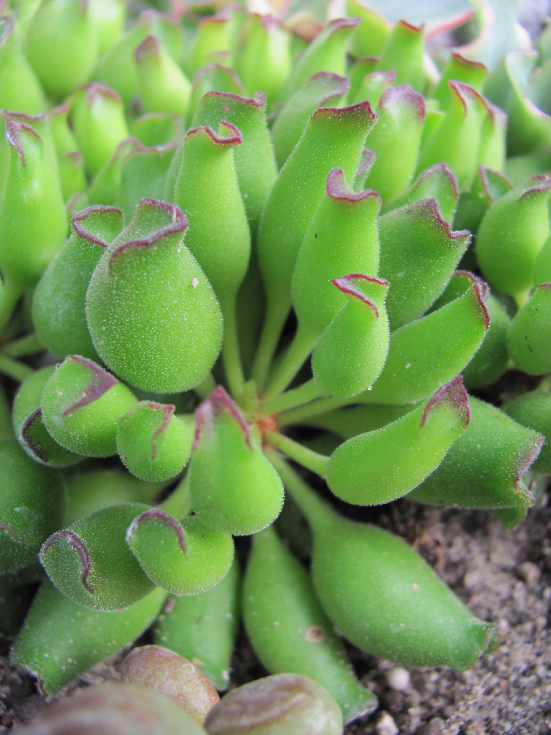 Adromischus cristatus Kleinpoort