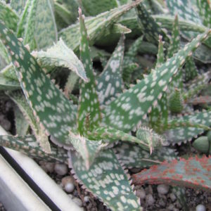 Aloe hybr.