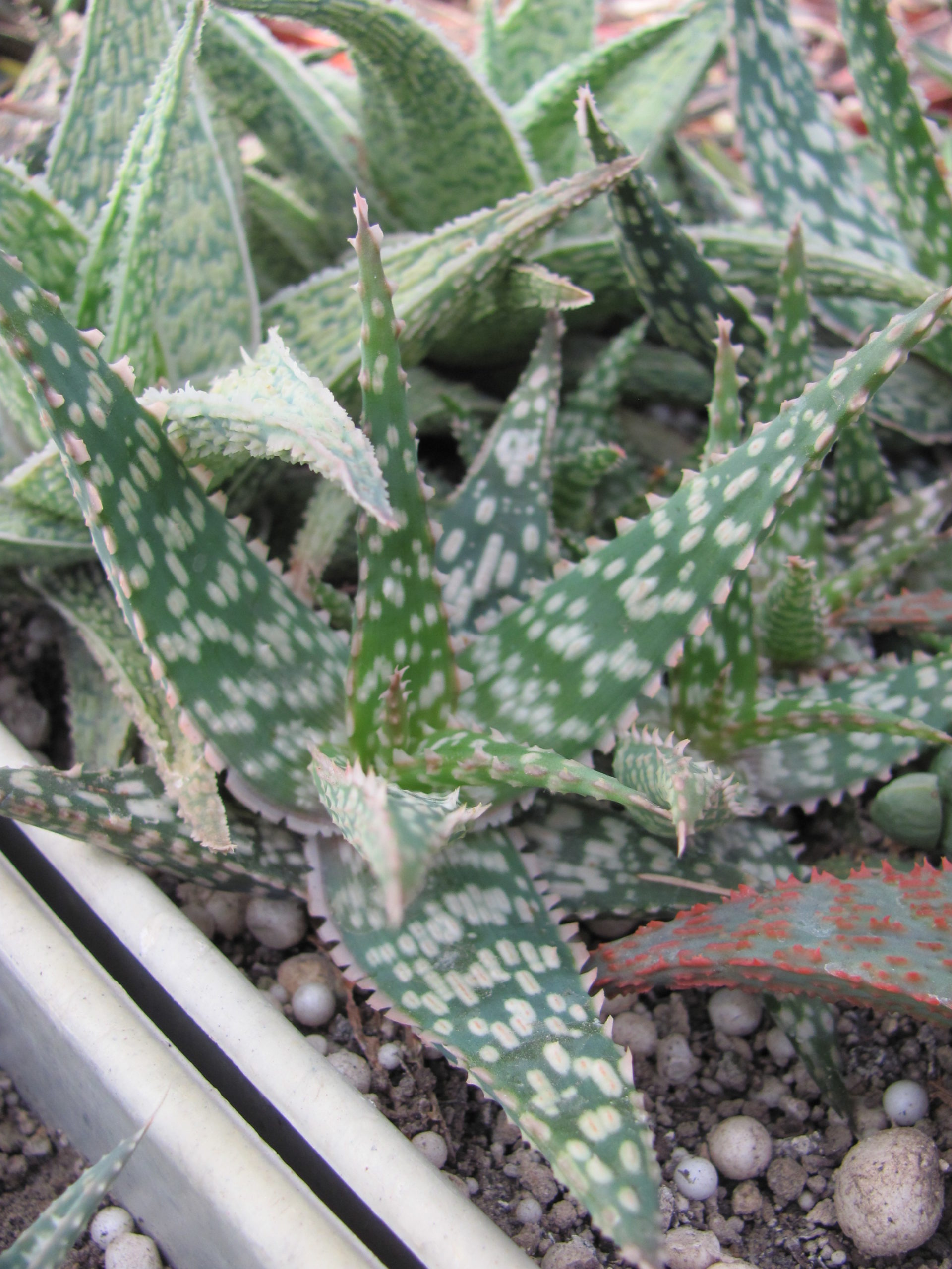 Aloe hybr.
