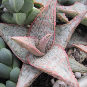 Aloe hybr.  *White*   ( hybrid Lipskiy )