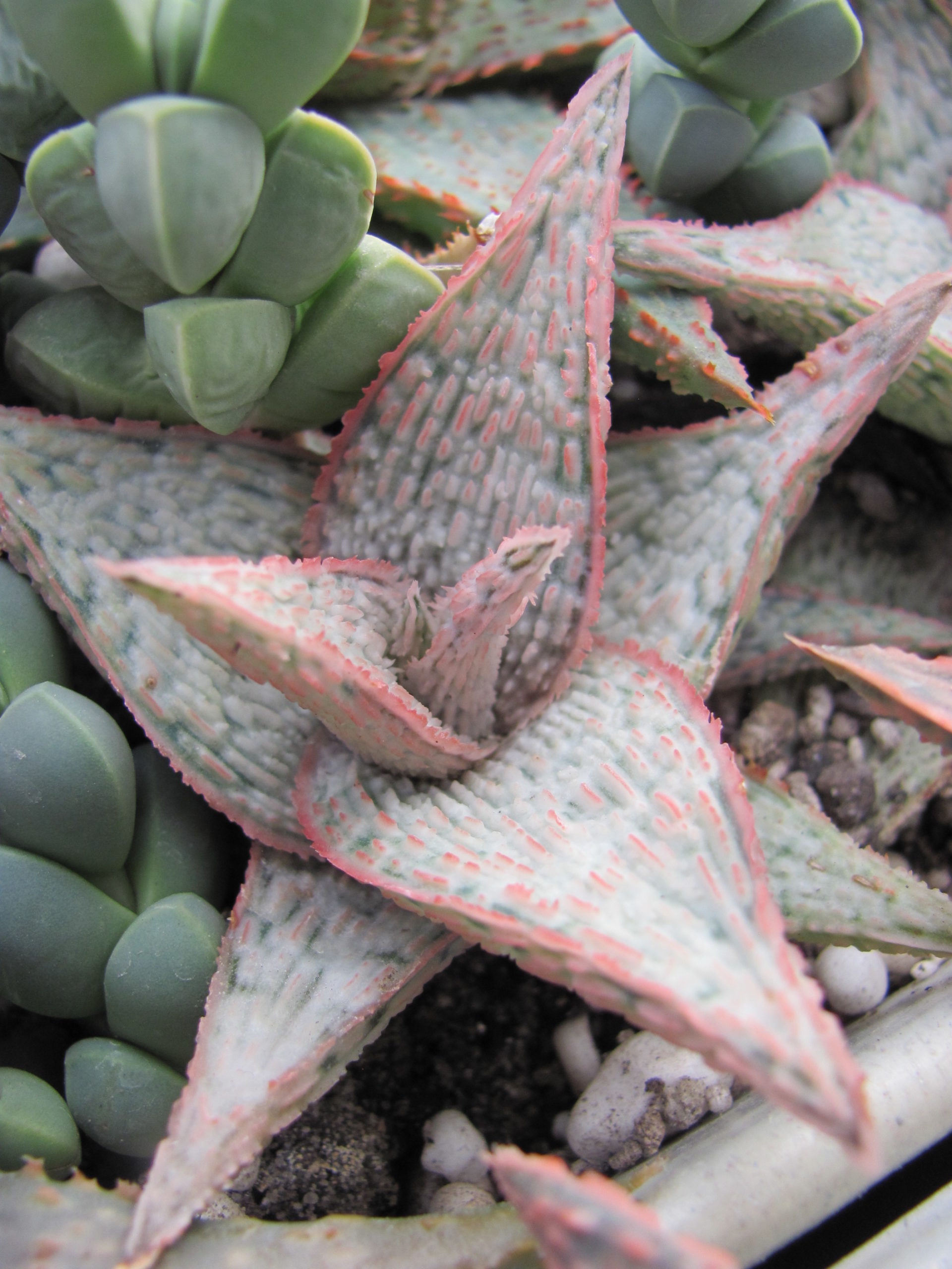 Aloe hybr.  *White*   ( hybrid Lipskiy )