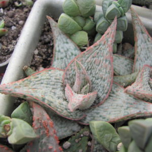 Aloe hybr.  *White*    ( hybrid Lipskiy )