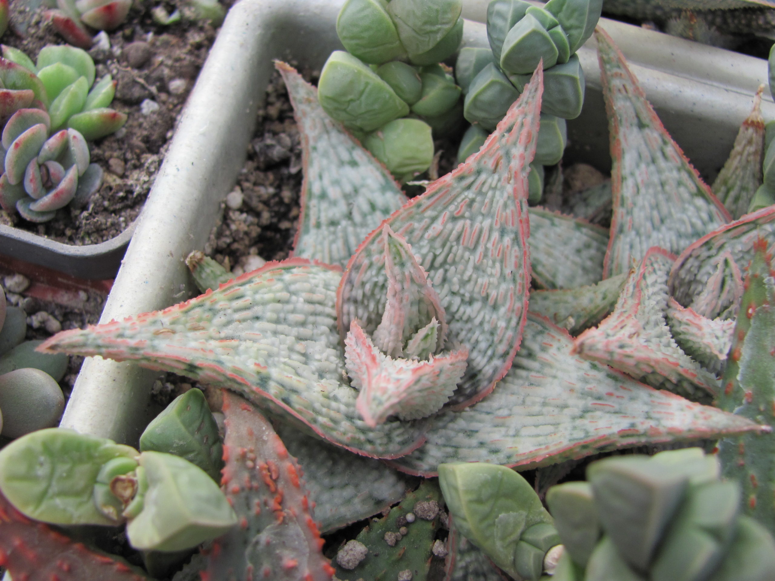 Aloe hybr.  *White*    ( hybrid Lipskiy )