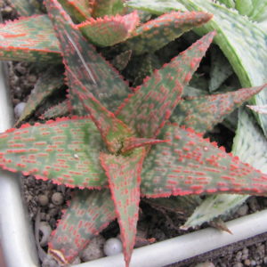 Aloe hybr.
