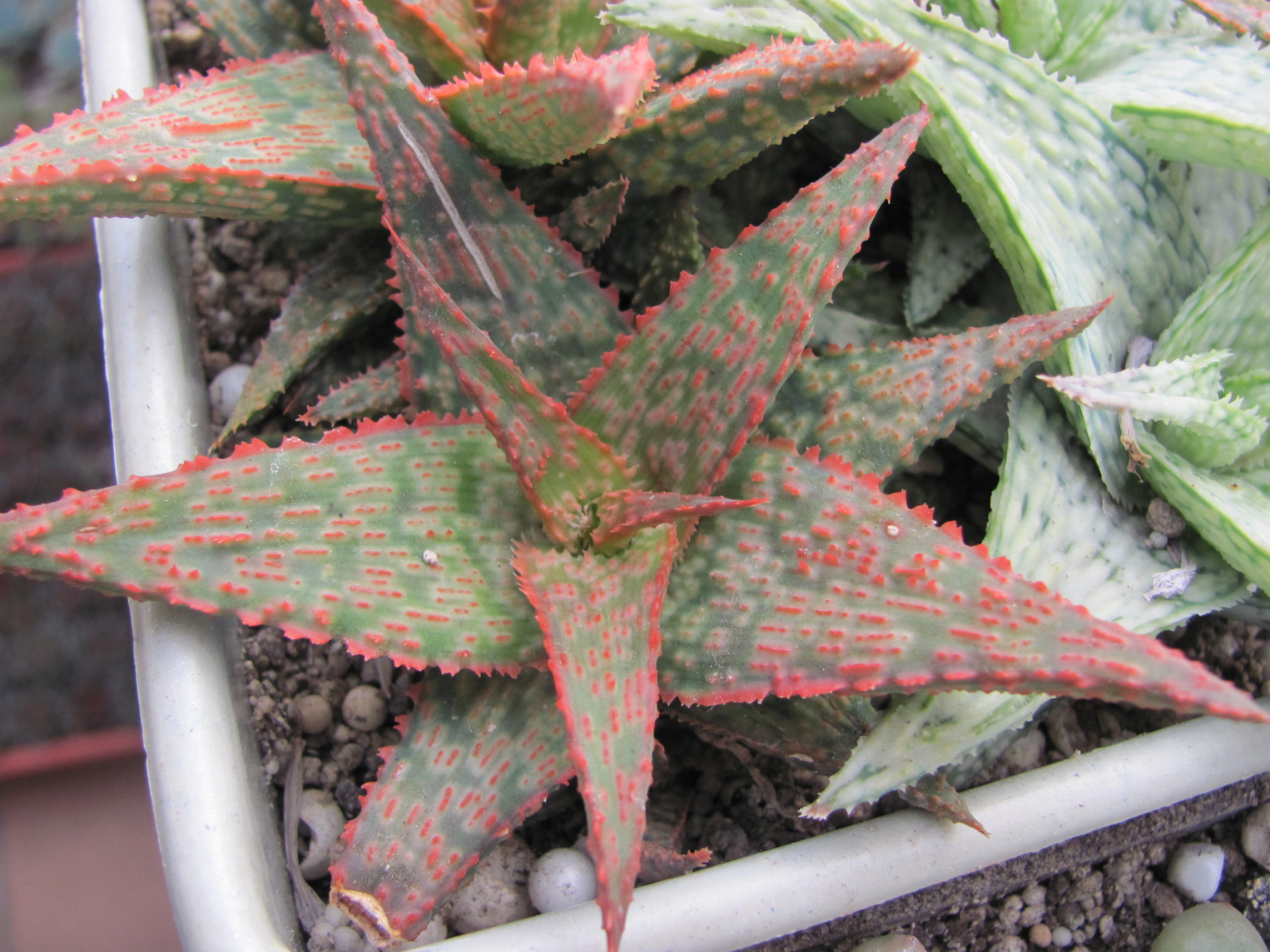Aloe hybr.