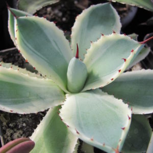Agava potatorum  *Kissho Kan* variegata