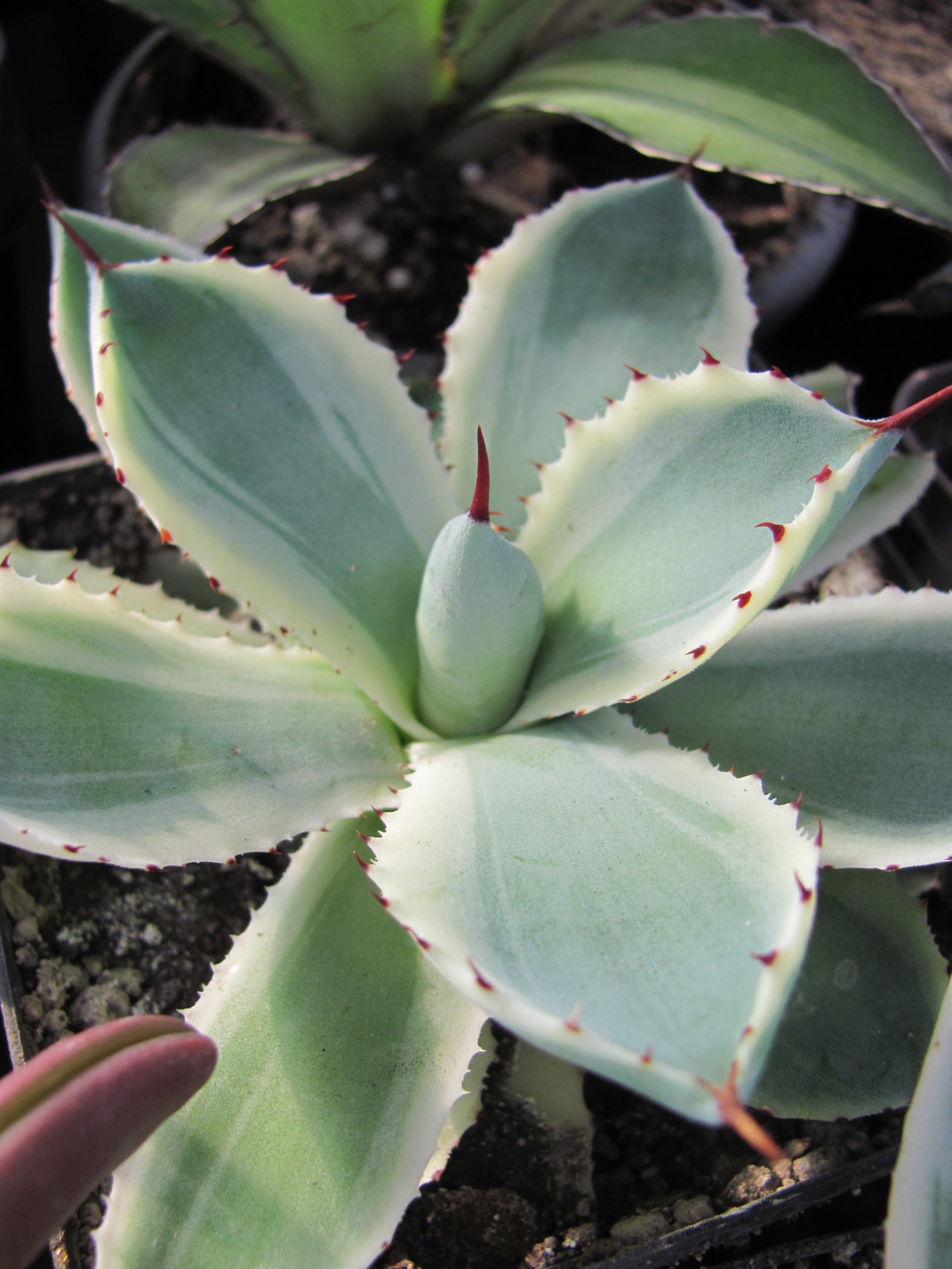 Agava potatorum  *Kissho Kan* variegata