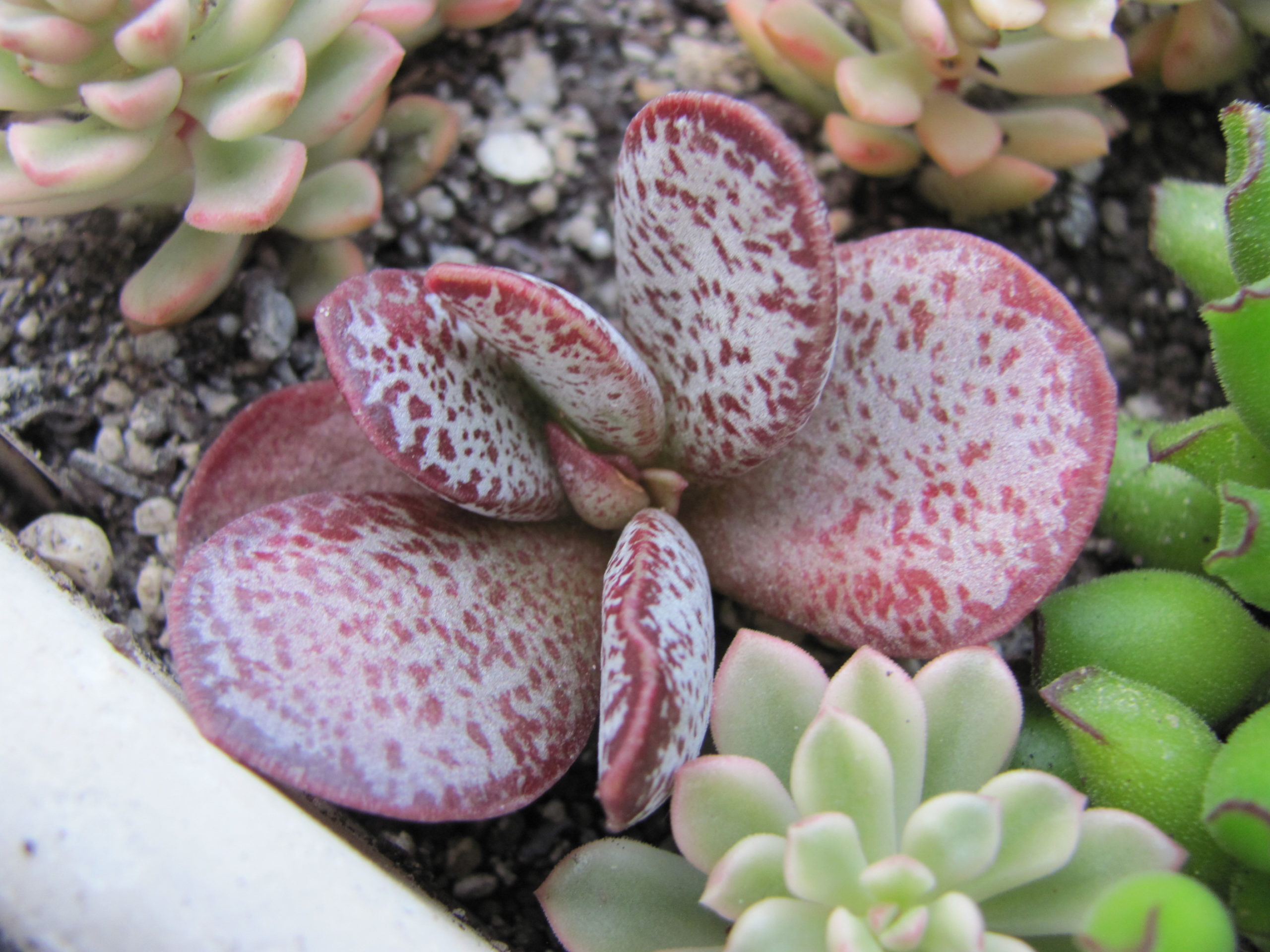 Adromischus  triginus