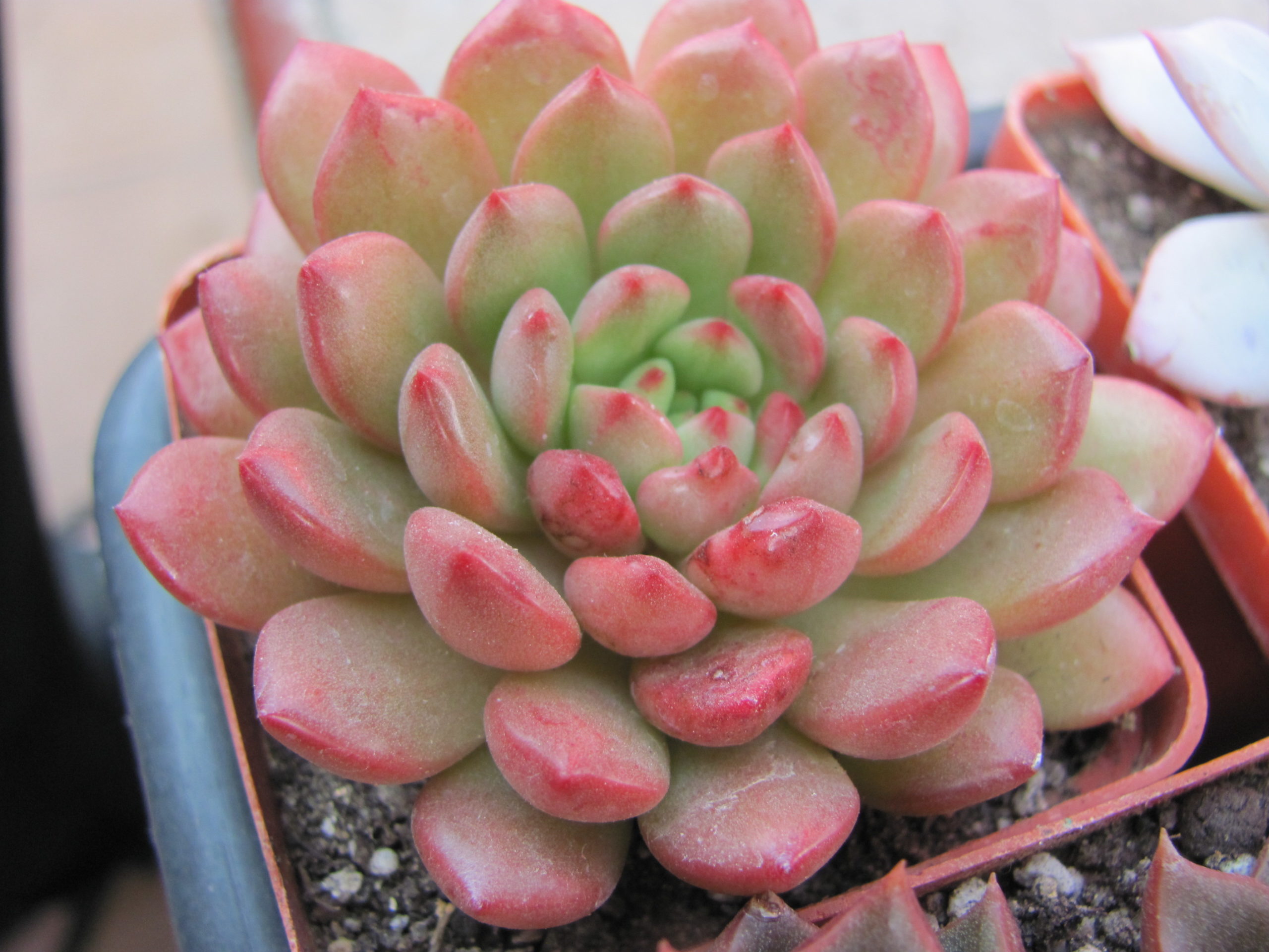 Echeveria bashful