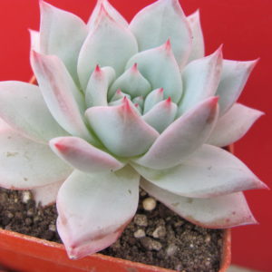 Echeveria Blue Bird