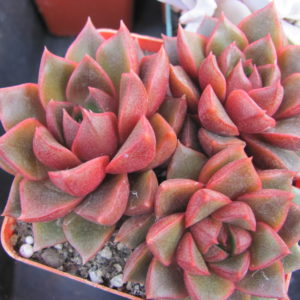Echeveria purpusorum Red