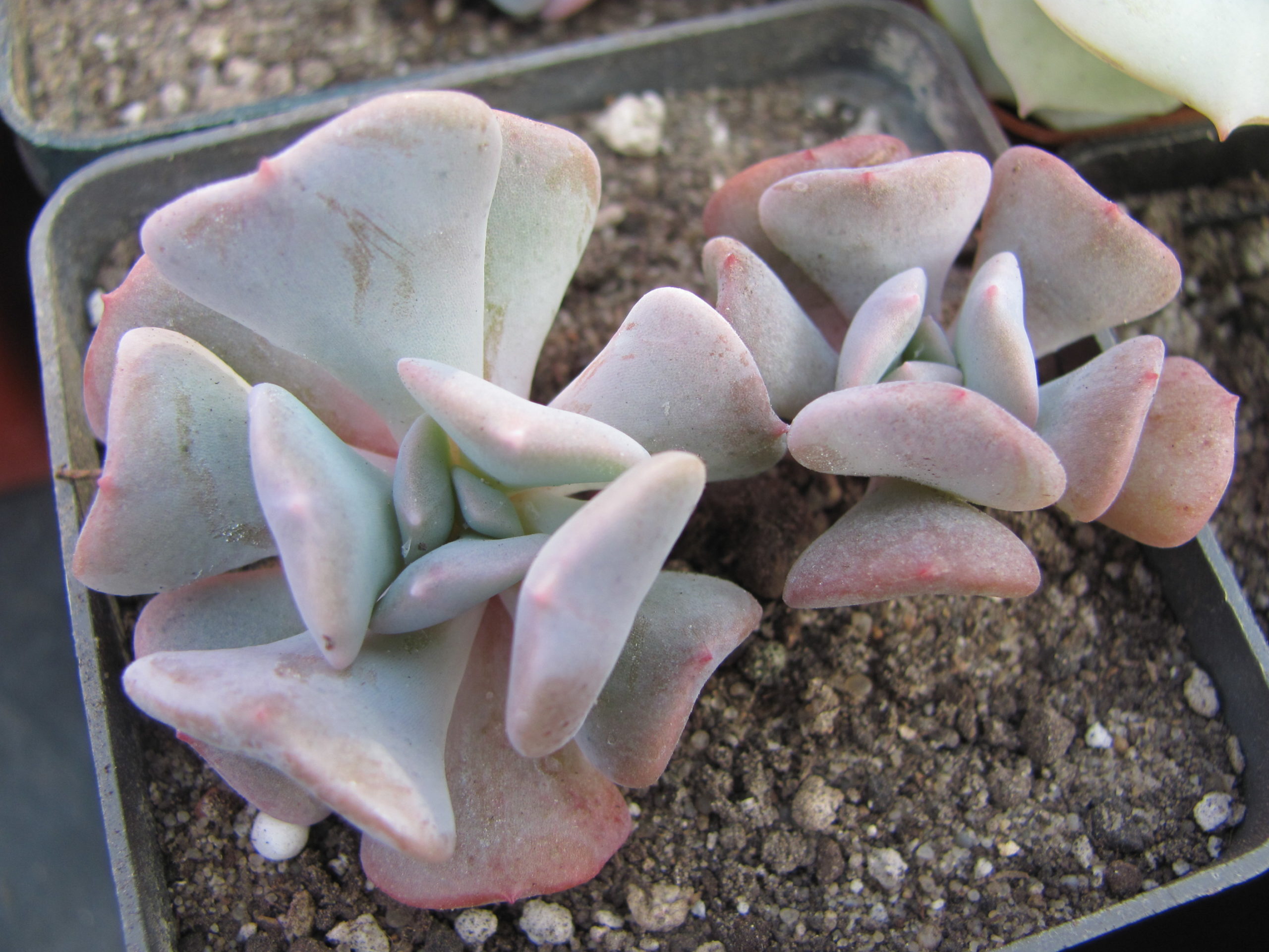 Echeveria  Cubic Frost