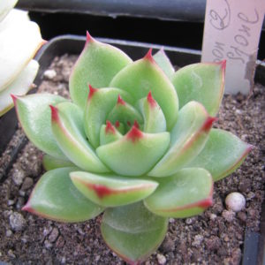 Echeveria *Moon Stone*