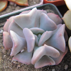 Echeveria Cubic Frost