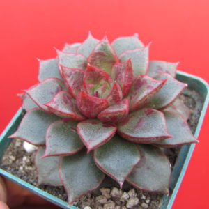 Echeveria purpusorum hybr. (плямиста) ( hybrid Lipskiy )
