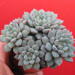Echeveria   *Chrissy n Ryan*