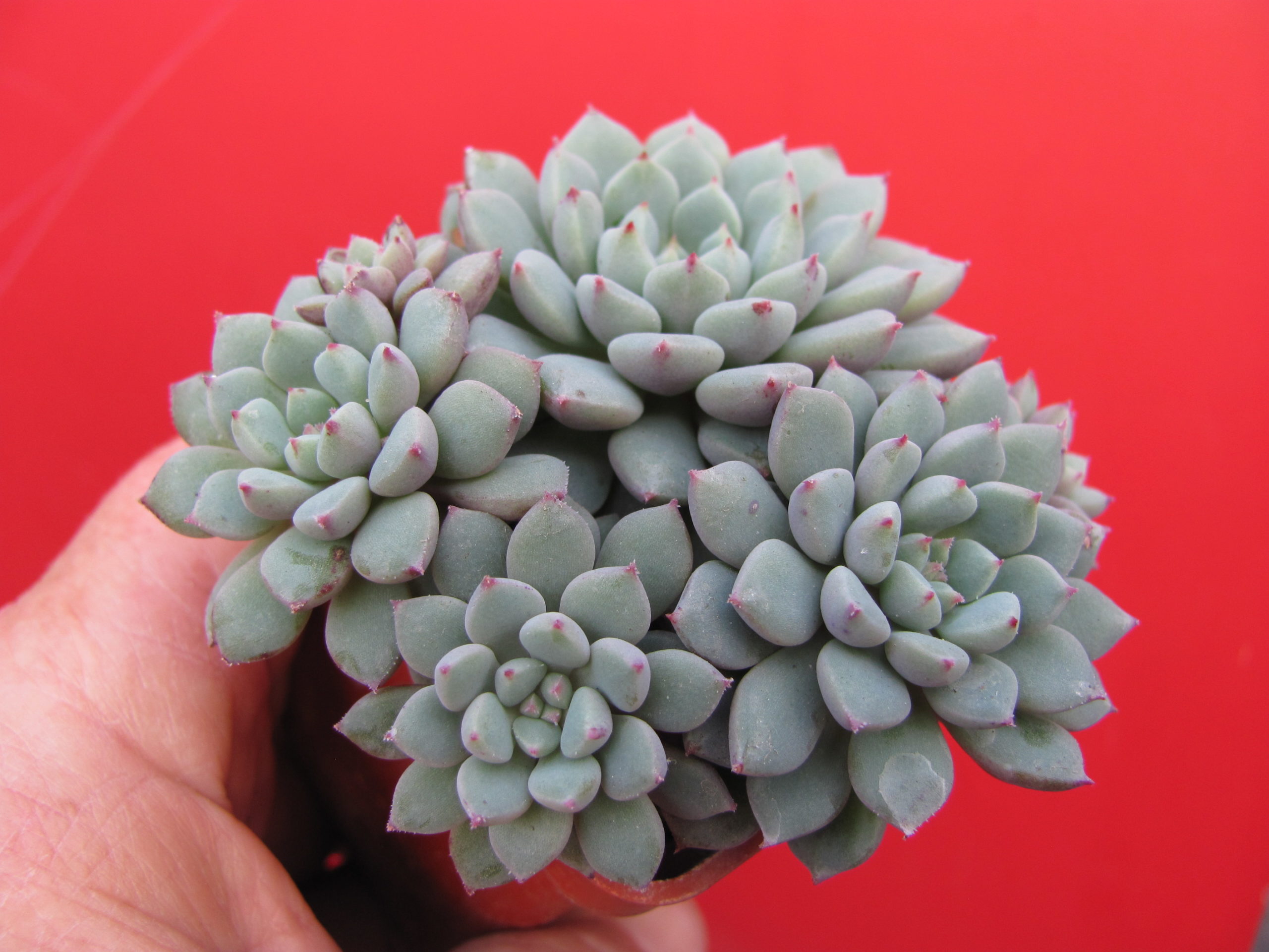 Echeveria   *Chrissy n Ryan*