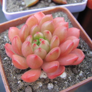Echeveria Bashful