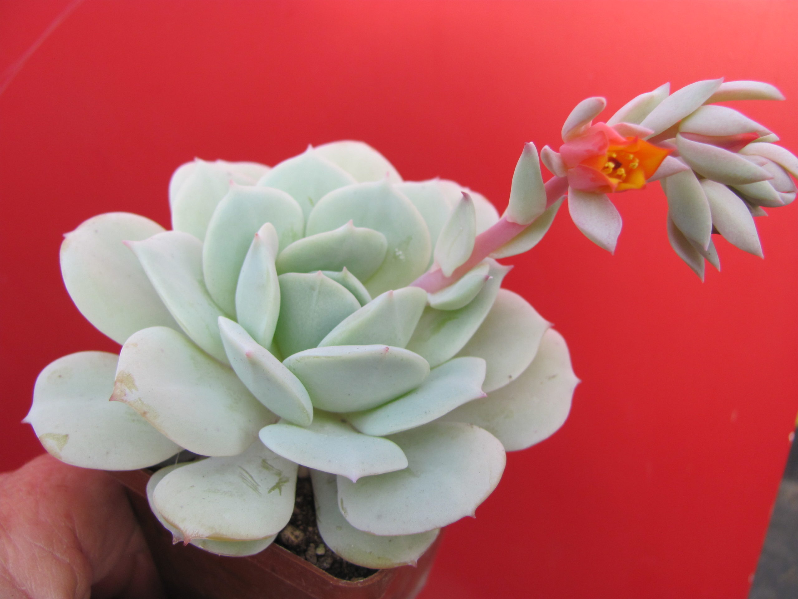 Echeveria Lunas