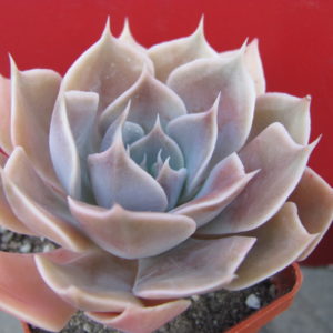 Echeveria  Linda Jane