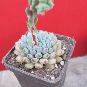 Echeveria rundellii