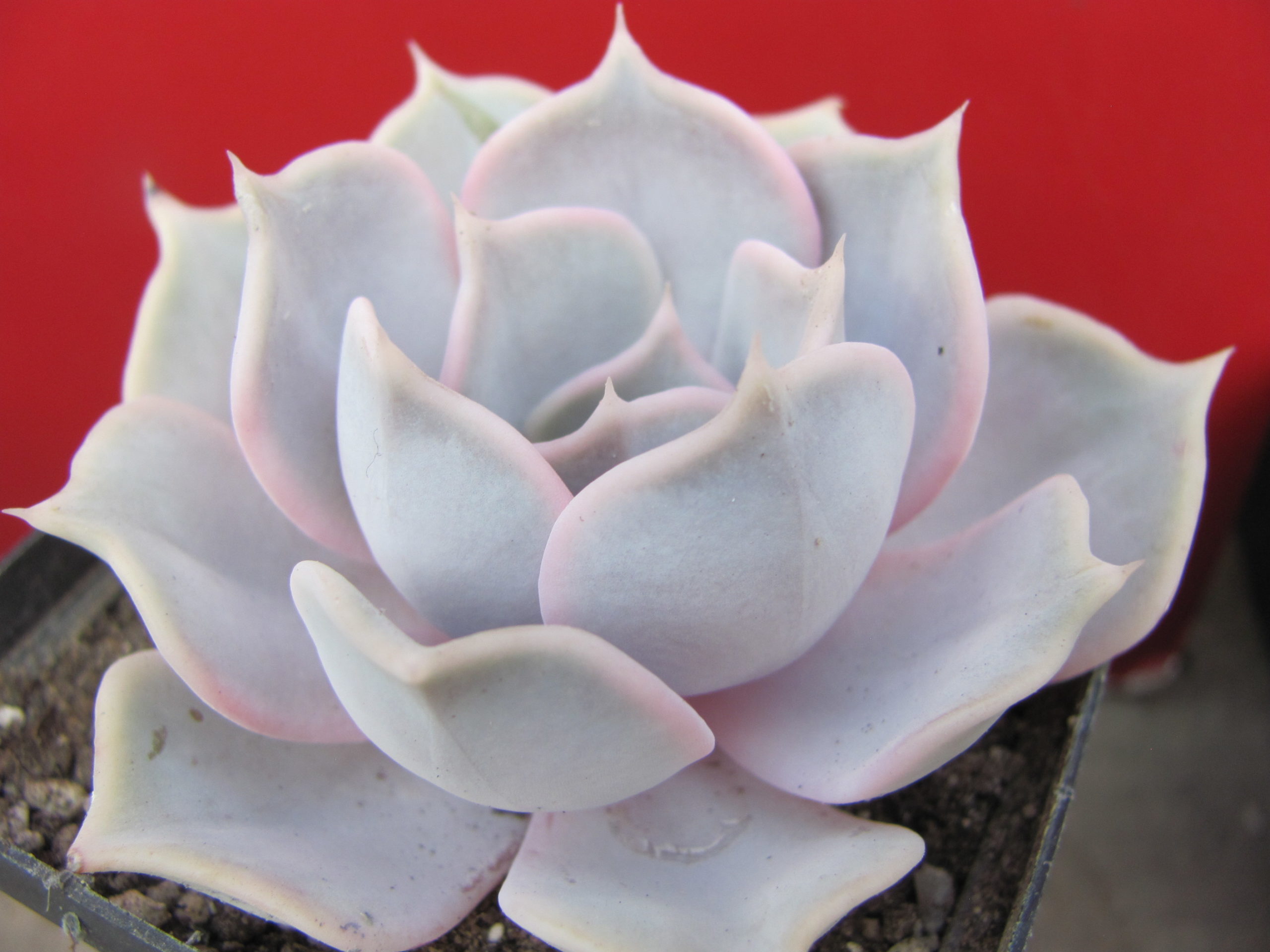 Echeveria lilacina Rosea