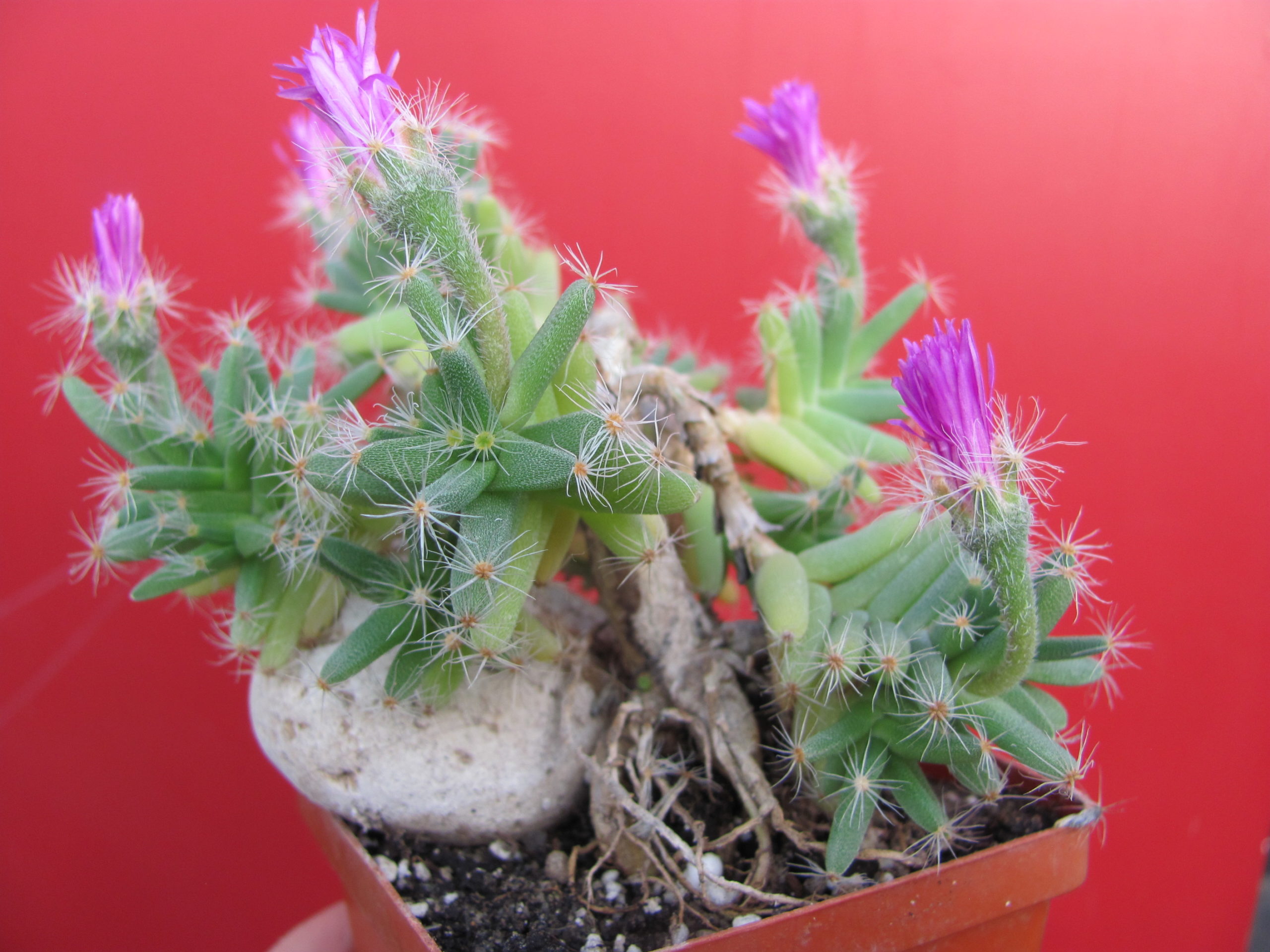 Trichodiadema densum