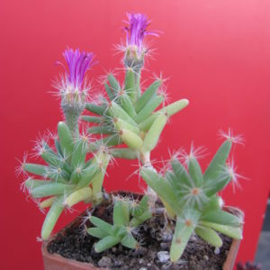 Trichodiadema densum