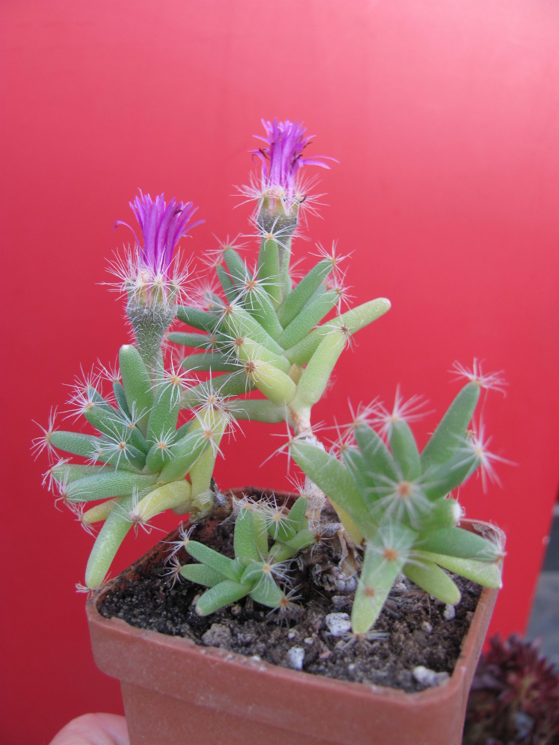 Trichodiadema densum