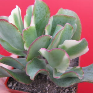 Crassula  Blue  Bird variegata
