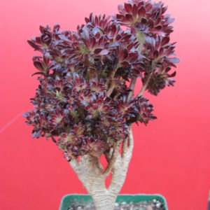 Aeonium cristata