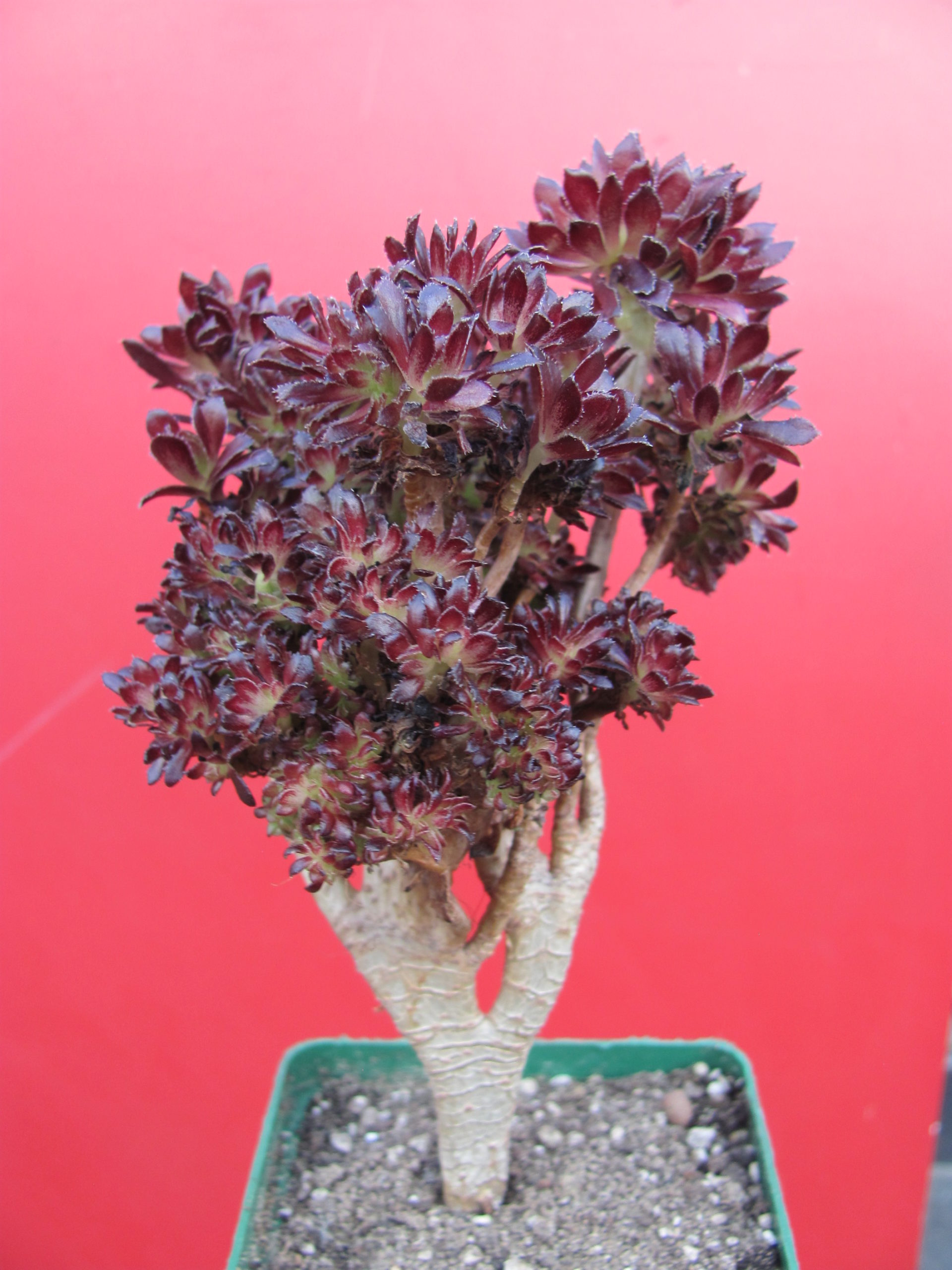 Aeonium cristata
