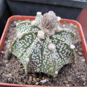 Astrophytum  superkabuto  hybr.