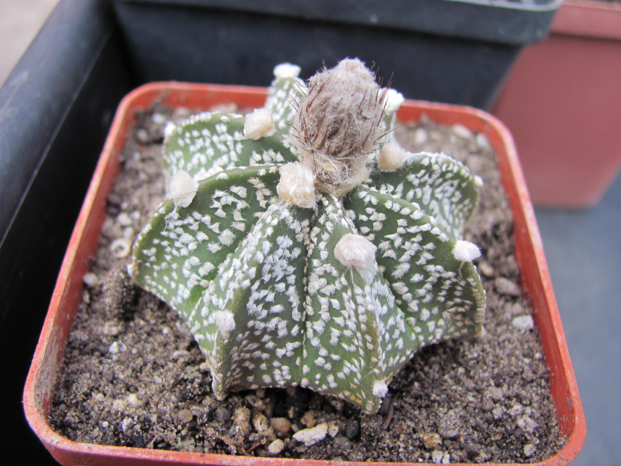 Astrophytum  superkabuto  hybr.