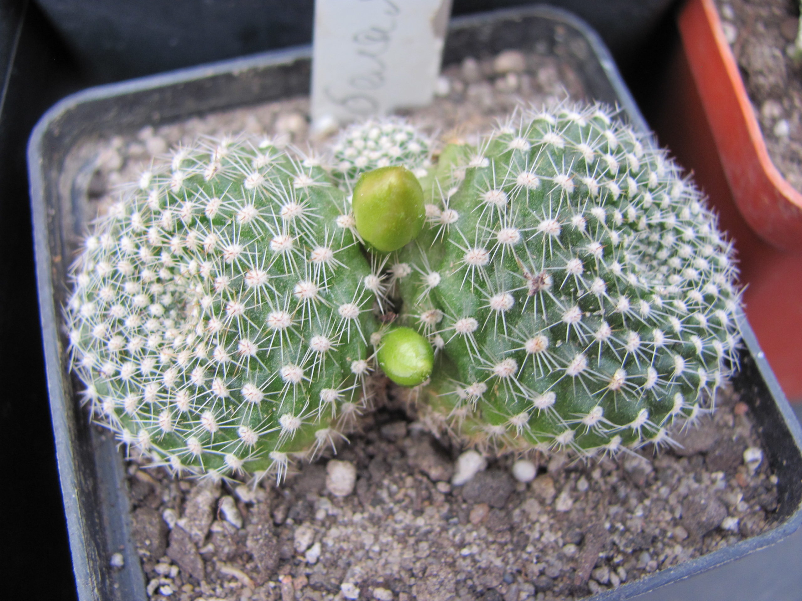 Rebutia krainziana albiflora