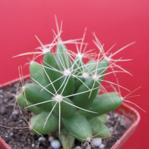 Dolichothele longimamma